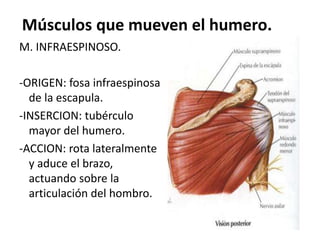 Músculos que mueven el humero.
M. INFRAESPINOSO.
-ORIGEN: fosa infraespinosa
de la escapula.
-INSERCION: tubérculo
mayor del humero.
-ACCION: rota lateralmente
y aduce el brazo,
actuando sobre la
articulación del hombro.
 