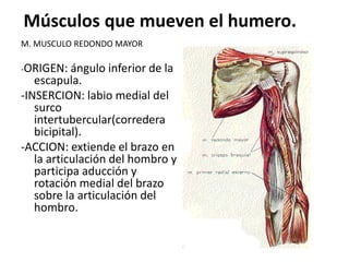 Músculos que mueven el humero.
M. MUSCULO REDONDO MAYOR
-ORIGEN: ángulo inferior de la
escapula.
-INSERCION: labio medial del
surco
intertubercular(corredera
bicipital).
-ACCION: extiende el brazo en
la articulación del hombro y
participa aducción y
rotación medial del brazo
sobre la articulación del
hombro.
 