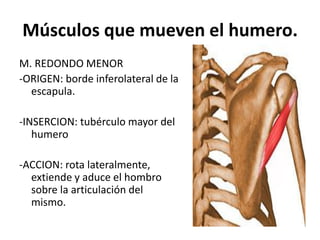 Músculos que mueven el humero.
M. REDONDO MENOR
-ORIGEN: borde inferolateral de la
escapula.
-INSERCION: tubérculo mayor del
humero
-ACCION: rota lateralmente,
extiende y aduce el hombro
sobre la articulación del
mismo.
 