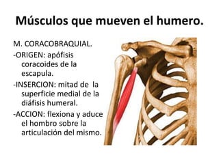 Músculos que mueven el humero.
M. CORACOBRAQUIAL.
-ORIGEN: apófisis
coracoides de la
escapula.
-INSERCION: mitad de la
superficie medial de la
diáfisis humeral.
-ACCION: flexiona y aduce
el hombro sobre la
articulación del mismo.
 