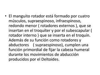 • El manguito rotador está formado por cuatro
músculos, supraespinoso, infraespinoso,
redondo menor ( rotadores externos ), que se
insertan en el troquíter y por el subescapular (
rotador interno ) que se inserta en el troquín.
Además de su función como rotadores y
abductores ( supraespinoso), cumplen una
función primordial de fijar la cabeza humeral
durante los movimientos de abducción
producidos por el Deltoides.
 