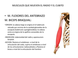 MUSCULOS QUE MUEVEN EL RADIO Y EL CUBITO
• M. FLEXORES DEL ANTEBRAZO
M. BICEPS BRAQUIAL:
-ORIGEN: la cabeza larga se origina el el tubérculo
ubicado por encima de la cavidad glenoidea de la
escapula (tubérculo supraglenoideo); la cabeza
corta se origina de la apófisis coracoides de la
escapula.
-INSERCION: tuberosidad del radio y aponeurosis
bicipital.
-ACCION: flexiona el antebrazo a nivel de la
articulación del codo, supina el antebrazo a nivel
de las articulaciones radiocubitales y flexiona el
brazo a nivel de la articulación del hombro
 