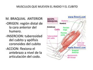 MUSCULOS QUE MUEVEN EL RADIO Y EL CUBITO
M. BRAQUIAL ANTERIOR
-ORIGEN: región distal de
la cara anterior del
humero.
-INSERCION: tuberosidad
del cubito y apófisis
coronoides del cubito
-ACCION: flexiona el
antebrazo a nivel de la
articulación del codo.
 