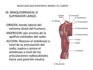 MUSCULOS QUE MUEVEN EL RADIO Y EL CUBITO
M. BRAQUIORRADIAL O
SUPINADOR LARGO.
-ORIGEN: borde lateral del
extremo distal del humero.
-INSERCION: por encima de la
apófisis estiloides del radio
-ACCION: flexiona el antebrazo a
nivel de la articulación del
codo; supina y prona el
antebrazo a nivel de las
articulaciones radiocubitales
hacia una posición neutra.
 