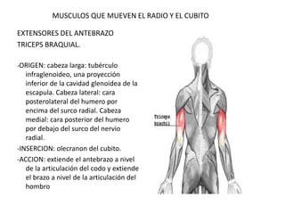 MUSCULOS QUE MUEVEN EL RADIO Y EL CUBITO
EXTENSORES DEL ANTEBRAZO
TRICEPS BRAQUIAL.
-ORIGEN: cabeza larga: tubérculo
infraglenoideo, una proyección
inferior de la cavidad glenoidea de la
escapula. Cabeza lateral: cara
posterolateral del humero por
encima del surco radial. Cabeza
medial: cara posterior del humero
por debajo del surco del nervio
radial.
-INSERCION: olecranon del cubito.
-ACCION: extiende el antebrazo a nivel
de la articulación del codo y extiende
el brazo a nivel de la articulación del
hombro
 