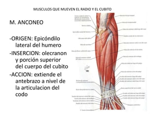 MUSCULOS QUE MUEVEN EL RADIO Y EL CUBITO
M. ANCONEO
-ORIGEN: Epicóndilo
lateral del humero
-INSERCION: olecranon
y porción superior
del cuerpo del cubito
-ACCION: extiende el
antebrazo a nivel de
la articulacion del
codo
 