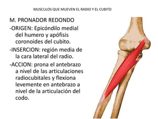 MUSCULOS QUE MUEVEN EL RADIO Y EL CUBITO
M. PRONADOR REDONDO
-ORIGEN: Epicóndilo medial
del humero y apófisis
coronoides del cubito.
-INSERCION: región media de
la cara lateral del radio.
-ACCION: prona el antebrazo
a nivel de las articulaciones
radiocubitales y flexiona
levemente en antebrazo a
nivel de la articulación del
codo.
 