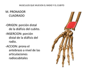 MUSCULOS QUE MUEVEN EL RADIO Y EL CUBITO
M. PRONADOR
CUADRADO
-ORIGEN: porción distal
de la diáfisis del cubito.
-INSERCION: porción
distal de la diáfisis del
radio.
-ACCION: prona el
antebrazo a nivel de las
articulaciones
radiocubitales
 