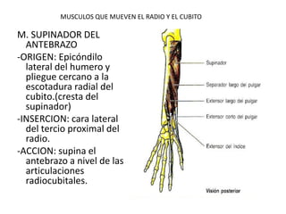 MUSCULOS QUE MUEVEN EL RADIO Y EL CUBITO
M. SUPINADOR DEL
ANTEBRAZO
-ORIGEN: Epicóndilo
lateral del humero y
pliegue cercano a la
escotadura radial del
cubito.(cresta del
supinador)
-INSERCION: cara lateral
del tercio proximal del
radio.
-ACCION: supina el
antebrazo a nivel de las
articulaciones
radiocubitales.
 