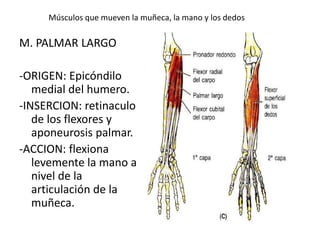 Músculos que mueven la muñeca, la mano y los dedos
M. PALMAR LARGO
-ORIGEN: Epicóndilo
medial del humero.
-INSERCION: retinaculo
de los flexores y
aponeurosis palmar.
-ACCION: flexiona
levemente la mano a
nivel de la
articulación de la
muñeca.
 