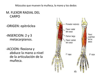 Músculos que mueven la muñeca, la mano y los dedos
M. FLEXOR RADIAL DEL
CARPO
-ORIGEN: epitróclea
-INSERCION: 2 y 3
metacarpianos.
-ACCION: flexiona y
abduce la mano a nivel
de la articulación de la
muñeca.
 