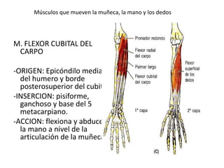 Músculos que mueven la muñeca, la mano y los dedos
M. FLEXOR CUBITAL DEL
CARPO
-ORIGEN: Epicóndilo medial
del humero y borde
posterosuperior del cubito
-INSERCION: pisiforme,
ganchoso y base del 5
metacarpiano.
-ACCION: flexiona y abduce
la mano a nivel de la
articulación de la muñeca.
 