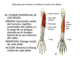 Músculos que mueven la muñeca, la mano y los dedos
M. FLEXOR SUPERFICIAL DE
LOS DEDOS
-ORIGEN: Epicóndilo medial
del humero. Apófisis
coronoides del cubito y a
lo largo de un pliegue
ubicado en el margen
lateral de la cara anterior
del radio.
-INSERCION: falange media
de cada dedo
-ACCION: flexiona la falange
media de cada dedo
 