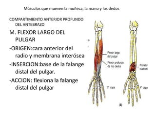 Músculos que mueven la muñeca, la mano y los dedos
COMPARTIMIENTO ANTERIOR PROFUNDO
DEL ANTEBRAZO
M. FLEXOR LARGO DEL
PULGAR
-ORIGEN:cara anterior del
radio y membrana interósea
-INSERCION:base de la falange
distal del pulgar.
-ACCION: flexiona la falange
distal del pulgar
 