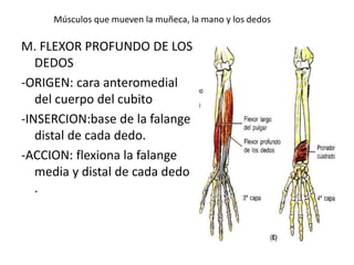 Músculos que mueven la muñeca, la mano y los dedos
M. FLEXOR PROFUNDO DE LOS
DEDOS
-ORIGEN: cara anteromedial
del cuerpo del cubito
-INSERCION:base de la falange
distal de cada dedo.
-ACCION: flexiona la falange
media y distal de cada dedo
.
 