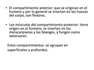 • El compartimiento anterior: que se originan en el
humero y por lo general se insertan en los huesos
del carpo, son flexores.
• Los músculos del compartimiento posterior: tiene
origen en el humero, se insertan en los
metacarpianos y las falanges, y fungen como
extensores.
Estos compartimientos se agrupan en
superficiales y profundos.
 