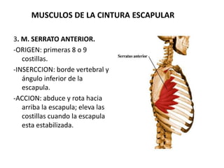 MUSCULOS DE LA CINTURA ESCAPULAR
3. M. SERRATO ANTERIOR.
-ORIGEN: primeras 8 o 9
costillas.
-INSERCCION: borde vertebral y
ángulo inferior de la
escapula.
-ACCION: abduce y rota hacia
arriba la escapula; eleva las
costillas cuando la escapula
esta estabilizada.
 