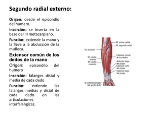 Segundo radial externo:
Origen: desde el epicondio
del humero.
Inserción: se inserta en la
base del III metacarpiano.
Función: extiende la mano y
la lleva a la abducción de la
muñeca.
Extensor común de los
dedos de la mano
Origen: epicondilo del
humero
Inserción: falanges distal y
media de cada dedo
Función: extiende las
falanges medias y distal de
cada dedo en las
articulaciones
interfalangicas.
 