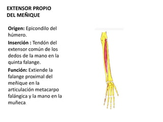 EXTENSOR PROPIO
DEL MEÑIQUE
Origen: Epicondilo del
húmero.
Inserción : Tendón del
extensor común de los
dedos de la mano en la
quinta falange.
Función: Extiende la
falange proximal del
meñique en la
articulación metacarpo
falángica y la mano en la
muñeca.
 