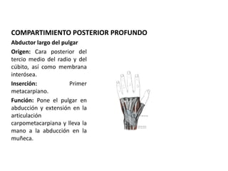 COMPARTIMIENTO POSTERIOR PROFUNDO
Abductor largo del pulgar
Origen: Cara posterior del
tercio medio del radio y del
cúbito, así como membrana
interósea.
Inserción: Primer
metacarpiano.
Función: Pone el pulgar en
abducción y extensión en la
articulación
carpometacarpiana y lleva la
mano a la abducción en la
muñeca.
 