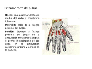 Extensor corto del pulgar
Origen: Cara posterior del tercio
medio del radio y membrana
interósea.
Inserción: Base de la falange
proximal del pulgar.
Función: Extiende la falange
proximal del pulgar en la
articulación metacarpofalangica,
el primer metacarpiano de ese
dedo en la articulación
carpometacarpiana y la mano en
la muñeca.
 