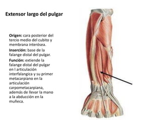 Extensor largo del pulgar
Origen: cara posterior del
tercio medio del cubito y
membrana interósea.
Inserción: base de la
falange distal del pulgar.
Función: extiende la
falange distal del pulgar
en l articulación
interfalangica y su primer
metacarpiano en la
articulación
carpometacarpiana,
además de llevar la mano
a la abducción en la
muñeca.
 