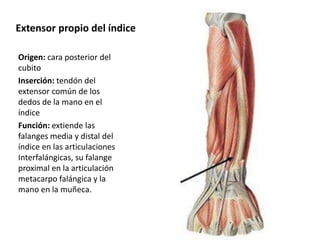Extensor propio del índice
Origen: cara posterior del
cubito
Inserción: tendón del
extensor común de los
dedos de la mano en el
índice
Función: extiende las
falanges media y distal del
índice en las articulaciones
Interfalángicas, su falange
proximal en la articulación
metacarpo falángica y la
mano en la muñeca.
 