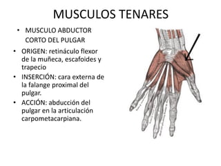 MUSCULOS TENARES
• ORIGEN: retináculo flexor
de la muñeca, escafoides y
trapecio
• INSERCIÓN: cara externa de
la falange proximal del
pulgar.
• ACCIÓN: abducción del
pulgar en la articulación
carpometacarpiana.
• MUSCULO ABDUCTOR
CORTO DEL PULGAR
 