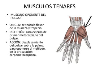 MUSCULOS TENARES
• ORIGEN: retináculo flexor
de la muñeca y trapecio.
• INSERCIÓN: cara externa del
primer metacarpiano del
pulgar.
• ACCIÓN: desplazamiento
del pulgar sobre la palma,
para oponerse al meñique,
en la articulación
carpometacarpiana.
• MUSCULO OPONENTE DEL
PULGAR
 