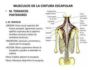 MUSCULOS DE LA CINTURA ESCAPULAR
• M. TORAXICOS
POSTERIORES
1. M. TRAPECIO
-ORIGEN: línea nucal superior del
hueso occipital, ligamento nucal y
apófisis espinosa de la séptima
vertebra cervical y todas las
vertebras torácicas.
-INSERCION: clavícula y acromion y
espina de la escapula.
-ACCION: fibras superiores elevan la
escapula y ayudan a extender la
cabeza.
Fibras medias aducen la escapula.
Fibras inferiores deprimen la escapula.
 