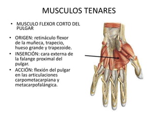 MUSCULOS TENARES
• ORIGEN: retináculo flexor
de la muñeca, trapecio,
hueso grande y trapezoide.
• INSERCIÓN: cara externa de
la falange proximal del
pulgar.
• ACCIÓN: flexión del pulgar
en las articulaciones
carpometacarpiana y
metacarpofalángica.
• MUSCULO FLEXOR CORTO DEL
PULGAR
 