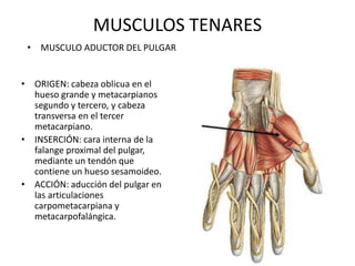 MUSCULOS TENARES
• ORIGEN: cabeza oblicua en el
hueso grande y metacarpianos
segundo y tercero, y cabeza
transversa en el tercer
metacarpiano.
• INSERCIÓN: cara interna de la
falange proximal del pulgar,
mediante un tendón que
contiene un hueso sesamoideo.
• ACCIÓN: aducción del pulgar en
las articulaciones
carpometacarpiana y
metacarpofalángica.
• MUSCULO ADUCTOR DEL PULGAR
 