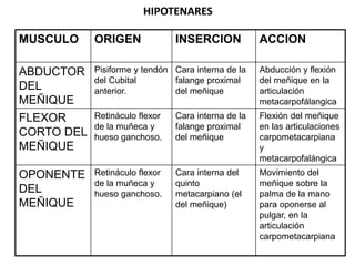 HIPOTENARES
MUSCULO ORIGEN INSERCION ACCION
ABDUCTOR
DEL
MEÑIQUE
Pisiforme y tendón
del Cubital
anterior.
Cara interna de la
falange proximal
del meñique
Abducción y flexión
del meñique en la
articulación
metacarpofálangica
FLEXOR
CORTO DEL
MEÑIQUE
Retináculo flexor
de la muñeca y
hueso ganchoso.
Cara interna de la
falange proximal
del meñique
Flexión del meñique
en las articulaciones
carpometacarpiana
y
metacarpofalángica
OPONENTE
DEL
MEÑIQUE
Retináculo flexor
de la muñeca y
hueso ganchoso.
Cara interna del
quinto
metacarpiano (el
del meñique)
Movimiento del
meñique sobre la
palma de la mano
para oponerse al
pulgar, en la
articulación
carpometacarpiana
 