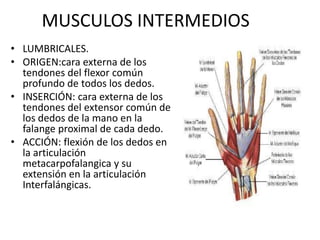 MUSCULOS INTERMEDIOS
• LUMBRICALES.
• ORIGEN:cara externa de los
tendones del flexor común
profundo de todos los dedos.
• INSERCIÓN: cara externa de los
tendones del extensor común de
los dedos de la mano en la
falange proximal de cada dedo.
• ACCIÓN: flexión de los dedos en
la articulación
metacarpofalangica y su
extensión en la articulación
Interfalángicas.
 
