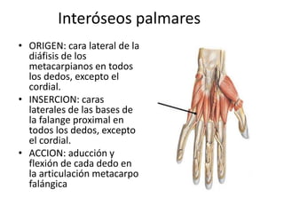 Interóseos palmares
• ORIGEN: cara lateral de la
diáfisis de los
metacarpianos en todos
los dedos, excepto el
cordial.
• INSERCION: caras
laterales de las bases de
la falange proximal en
todos los dedos, excepto
el cordial.
• ACCION: aducción y
flexión de cada dedo en
la articulación metacarpo
falángica
 