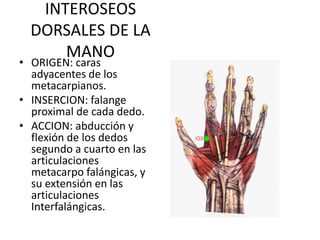 INTEROSEOS
DORSALES DE LA
MANO
• ORIGEN: caras
adyacentes de los
metacarpianos.
• INSERCION: falange
proximal de cada dedo.
• ACCION: abducción y
flexión de los dedos
segundo a cuarto en las
articulaciones
metacarpo falángicas, y
su extensión en las
articulaciones
Interfalángicas.
 