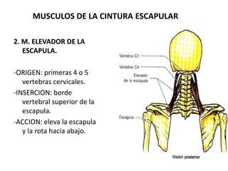 MUSCULOS DE LA CINTURA ESCAPULAR
2. M. ELEVADOR DE LA
ESCAPULA.
-ORIGEN: primeras 4 o 5
vertebras cervicales.
-INSERCION: borde
vertebral superior de la
escapula.
-ACCION: eleva la escapula
y la rota hacia abajo.
 