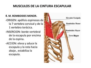 MUSCULOS DE LA CINTURA ESCAPULAR
4. M. ROMBOIDES MENOR.
-ORIGEN: apófisis espinosas de
la 7 vertebra cervical y de la
1 vertebra torácica.
-INSERCION: borde vertebral
de la escapula por encima
de la espina.
-ACCION: eleva y aduce la
escapula y la rota hacia
abajo , estabiliza la
escapula.
 