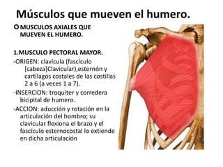 Músculos que mueven el humero.
MUSCULOS AXIALES QUE
MUEVEN EL HUMERO.
1.MUSCULO PECTORAL MAYOR.
-ORIGEN: clavícula (fascículo
[cabeza]Clavicular),esternón y
cartílagos costales de las costillas
2 a 6 (a veces 1 a 7).
-INSERCION: troquíter y corredera
bicipital de humero.
-ACCION: aducción y rotación en la
articulación del hombro; su
clavicular flexiona el brazo y el
fascículo esternocostal lo extiende
en dicha articulación
 