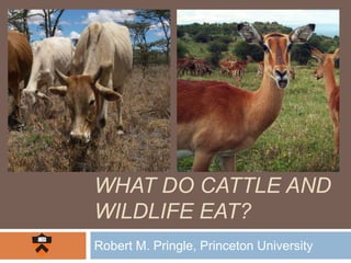 WHAT DO CATTLE AND
WILDLIFE EAT?
Robert M. Pringle, Princeton University
 