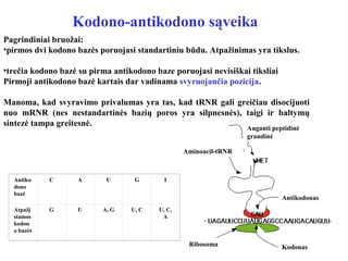 Kodono-antikodono sąveika
Pagrindiniai bruožai:
•pirmos dvi kodono bazės poruojasi standartiniu būdu. Atpažinimas yra tikslus.
•trečia kodono bazė su pirma antikodono baze poruojasi nevisiškai tiksliai
Pirmoji antikodono bazė kartais dar vadinama svyruojančia pozicija.
Manoma, kad svyravimo privalumas yra tas, kad tRNR gali greičiau disocijuoti
nuo mRNR (nes nestandartinės bazių poros yra silpnesnės), taigi ir baltymų
sintezė tampa greitesnė.
Antiko
dono
bazė
C A U G I
Atpažį
stamos
kodon
o bazės
G U A, G U, C U, C,
A
Antikodonas
KodonasRibosoma
Aminoacil-tRNR
Auganti peptidinė
grandinė
 