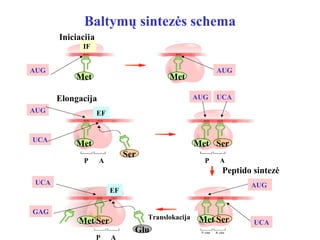 Baltymų sintezės schema
Iniciacija
Elongacija
P A P A
Peptido sintezė
IF
EF
EF
Translokacija
P A
AUG
AUG
UCA
UCA
GAG
AUG UCA
AUG
UCA
AUG
Met
Met
Ser
Met
Met
Ser
SerMet Met Ser
Glu
 