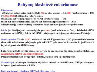 Baltymų biosintezė eukariotuose
Ribosomos:
60S didysis subvienetas turi 3 rRNR: 5S (prokariotuose – 5S), 28S (prokariotuose – 23S)
ir 5,8S rRNR (būdinga tik eukariotams).
40S mažajį subvienetą sudaro 18S rRNR (prokariotuose – 16S)
60S ir 40S subvienetai kartu sudaro 80S ribosomą (prokariotuose – 70S).
Mitochondrijų ir chloroplastų ribosomos labai panašios į prokariotų ribosomas
Iniciacija. Inicijuojanti aminorūgštis yra met (prokariotuose – fmet). Iniciacinė tRNR
vadinama met-tRNRf
.. Iniciacinė tRNR, prisijungusi met) jungiasi ribosomos P vietoje
Starto signalas. Visada AUG. Arčiausiai mRNR 5’ galo esantis AUG paprastai būna starto
vieta. 40S subvienetas prisijungia prie mRNR 5’ gale esančios kepurėlės ir, judėdama 3'
kryptimi, pasiekia AUG kodoną.
Eukariotų mRNR turi tik vieną starto vietą ir yra matrica tik vienam polipeptidui, t.y.,
eukariotuose mRNR yra monocistroninė
Daugiau iniciacijos ir elongacijos faktorių, sąveika tarp jų sudėtingesnė.
Terminacijai reikalingas vienintelis atpalaidavimo faktorius eRF – nuo GTP priklausomas
baltymas (prokariotuose – 3 RF).
Baltymų sintezei reikalinga GTP hidrolizės energija
 