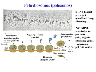Poliribosomos (polisomos)
mRNR tuo pat
metu gali
transliuoti daug
ribosomų.
Prie mRNR
molekulės tuo
pat metu
prisijungusių
ribosomų grupės
vadinamos
poliribosomomis
5 ribosomos,
transliuojančios
tą pačią mRNR
Iniciacijos
kodonas
Auganti peptidinė
grandinė
Susintezuotas
polipeptidas
Stop kodonas
Ribosomos
judėjimo kryptis
 
