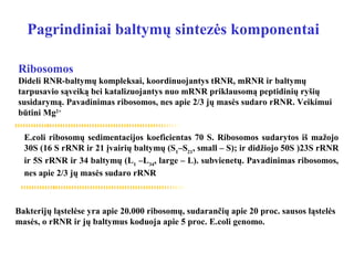 Pagrindiniai baltymų sintezės komponentai
E.coli ribosomų sedimentacijos koeficientas 70 S. Ribosomos sudarytos iš mažojo
30S (16 S rRNR ir 21 įvairių baltymų (S1
–S21
, small – S); ir didžiojo 50S )23S rRNR
ir 5S rRNR ir 34 baltymų (L1
–L34
, large – L). subvienetų. Pavadinimas ribosomos,
nes apie 2/3 jų masės sudaro rRNR
Bakterijų ląstelėse yra apie 20.000 ribosomų, sudarančių apie 20 proc. sausos ląstelės
masės, o rRNR ir jų baltymus koduoja apie 5 proc. E.coli genomo.
Ribosomos
Dideli RNR-baltymų kompleksai, koordinuojantys tRNR, mRNR ir baltymų
tarpusavio sąveiką bei katalizuojantys nuo mRNR priklausomą peptidinių ryšių
susidarymą. Pavadinimas ribosomos, nes apie 2/3 jų masės sudaro rRNR. Veikimui
būtini Mg2+
 