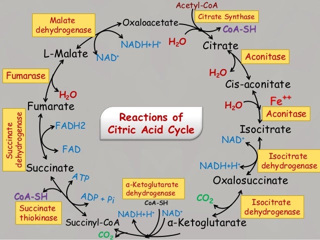 Citric Acid Cycle