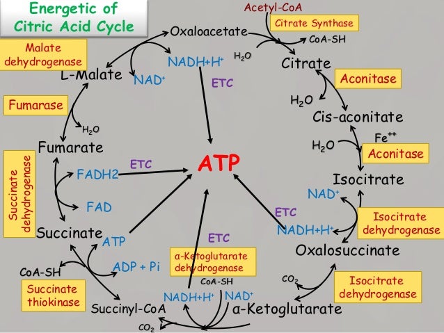 Oxaloacetate
Acetyl-CoA
Citrate Synthase
CoA-SH
Citrate
Cis-aconitate
Aconitase
H2O
H2O
Isocitrate
Oxalosuccinate
Aconitas...