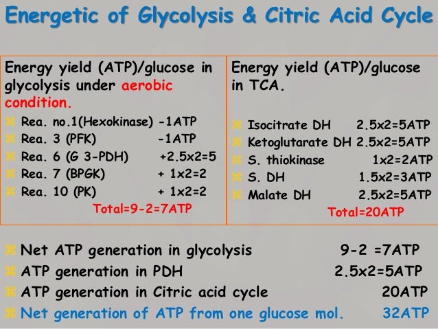 The primary function is to provide energy (ATP).
It is the final common pathway for the oxidation
of carbohydrate, lipid...