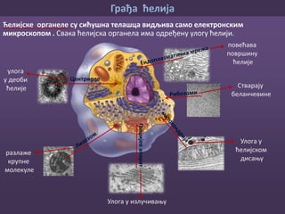 Грађа ћелија
Митохондрија је једна од најважнијих ћеијских органела.
митохондрије
Митохондрија посматрана
електронским микроскопом
Митохондрија има улогу у ћелијском дисању. Она обезбеђује енергију за све
процесе у ћелији.
храна
кисеоник
енргија
вода
угљен-диоксид
митохондрија
 