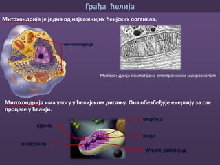 Грађа ћелија
једрова мембрана
хроматин
(наследни материјал)
једарце
Једро
У свакој ћелији је смештен наследни материјал (хроматин) – гени.
То су информације на основу којих ћелија функционише, оне се
преносе од родитеља на потомство.
 